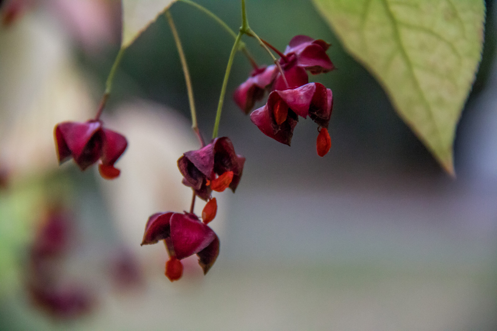 ธรรมชาติ, สีแดง, การถ่ายภาพ, เบ่งบาน, ฤดูใบไม้ร่วง, ใบไม้, ดอกไม้, ปลูก, พืช, ตา, ลันด์, h st, l v, botaniskatr dg rden, ใจดี, พฤกษศาสตร์, แกนหมุน, euonymuseuropaeus, europeanspindle, commonspindle, กลีบดอก, ดอกไม้ป่า, พฤกษศาสตร์, โรงงานที่ดิน, พืชดอก, ใกล้ชิด, การถ่ายภาพมาโคร, ต้นกำเนิด