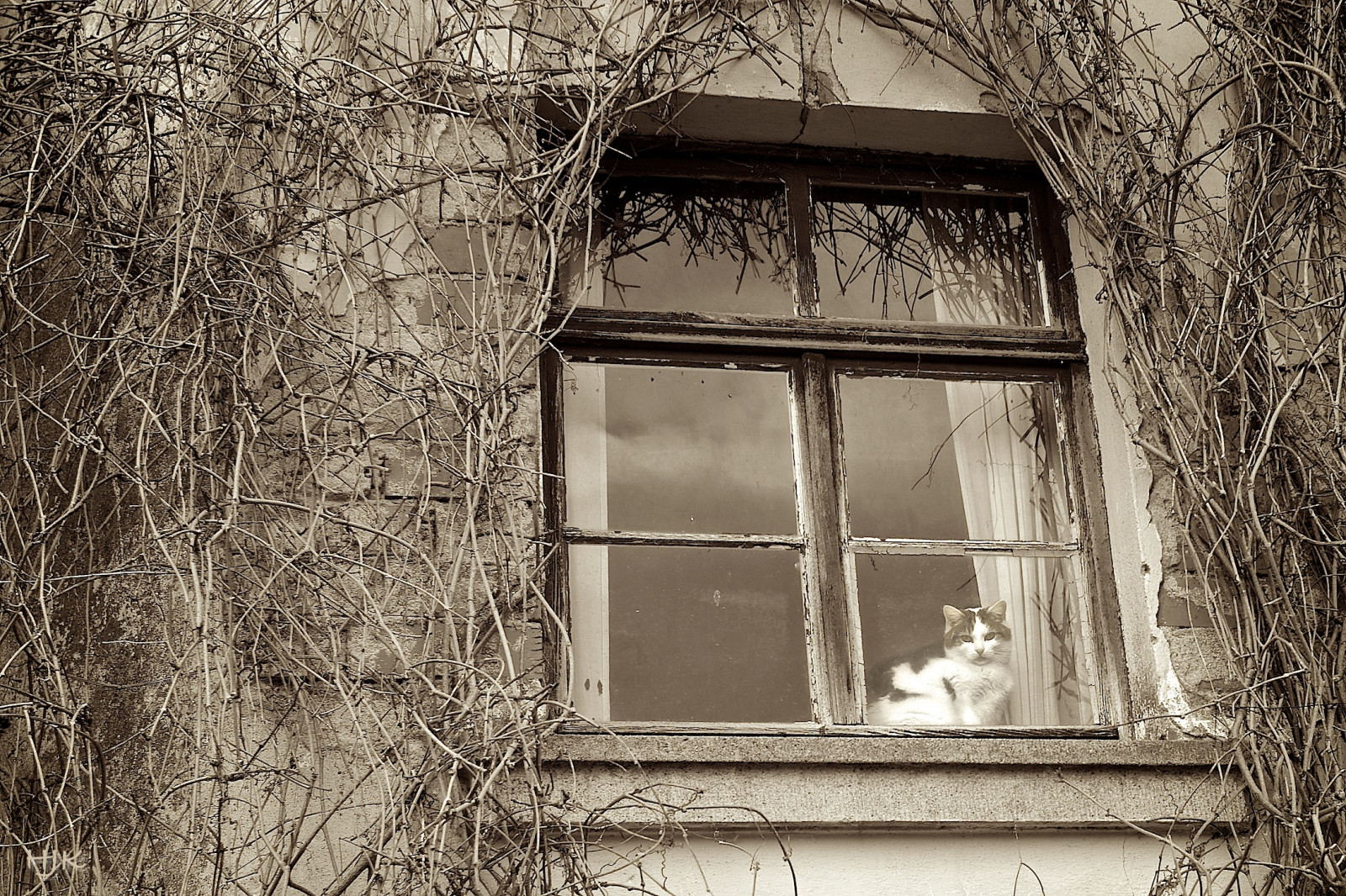 okno, černobílý, sépie, kočka, Mono, čas, rozklad, struktury, textury, rám, volný čas, patina, afotando