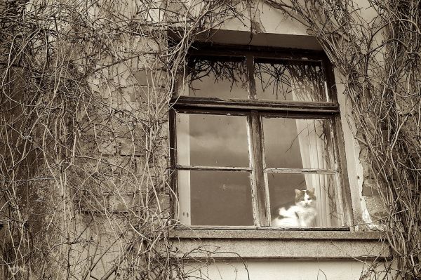 window,monochrome,sepia,cat,Mono,time