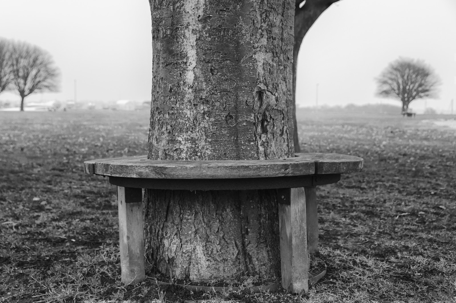 lavice, Černý a bílý, tělesné, venkovní, strom, stromy, kufr, krajina, Příroda, moment, klidný, Dánsko, Lolland, zima, lonelybench, černobílý
