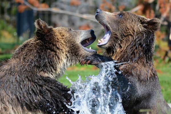bears,Grizzly bear,sparring,spray