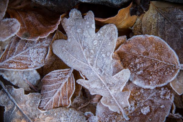 nature,winter,branch,tree,wood,frost