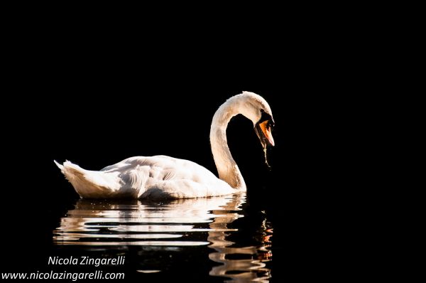 blackbackground,contrast,swan,weeds,feeding,floating