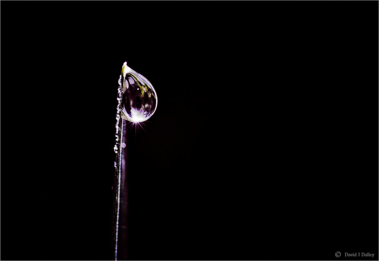 ráno, Černá, makro, odraz, mokrý, voda, tráva, déšť, temný, svítání, jasnost, pokles, 100mm, H2O, dewdrop, Průhledná, rosa, Lom světla, kapička, záblesk, kondenzace, čistý, vlhkost, dešťová kapka, vlhký, zářící, ranní rosa, svítání, vypařování, čistota, vlhký, Wetgrass, Hudba, Kvartet, vodní pára, tokina100mm, Půlnoc, D700, tokina100mmf28atxprod, nikond700, daviddalley, davidjdalley