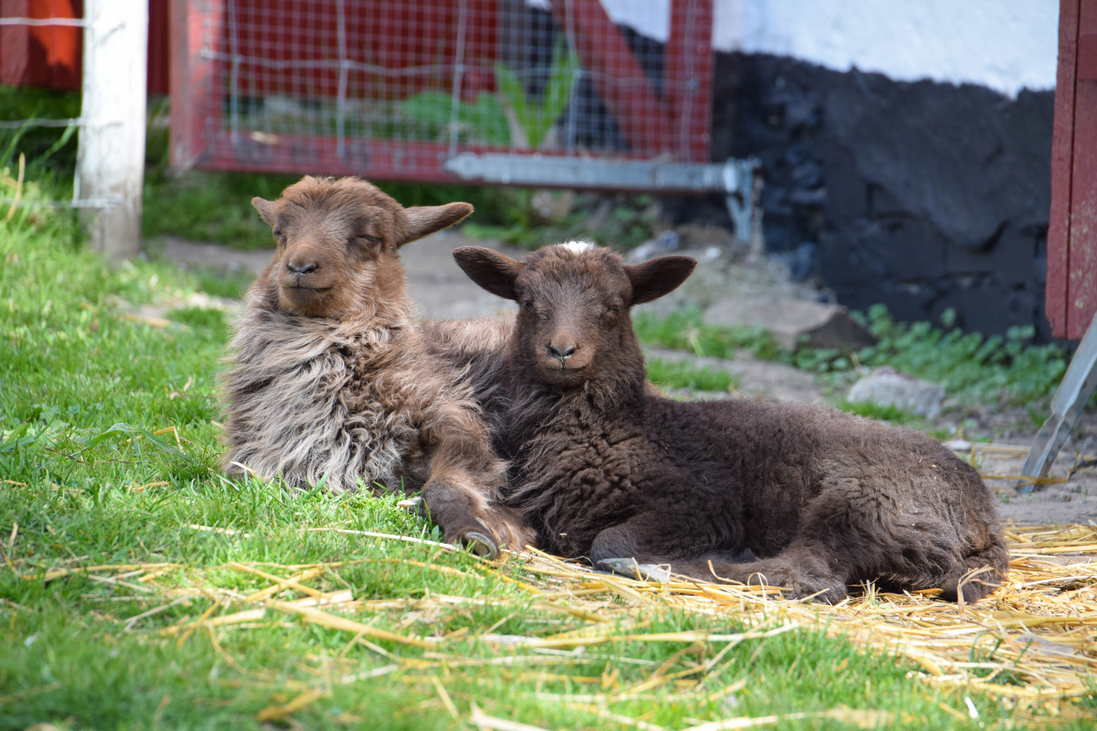 natur, himmel, dyreliv, Sverige, får, Sverige, udendørs, sk nel n, SE, himmel, sk ne, landskabet, landsbygd, bodarp, veje, fauna, pattedyr, hvirveldyr