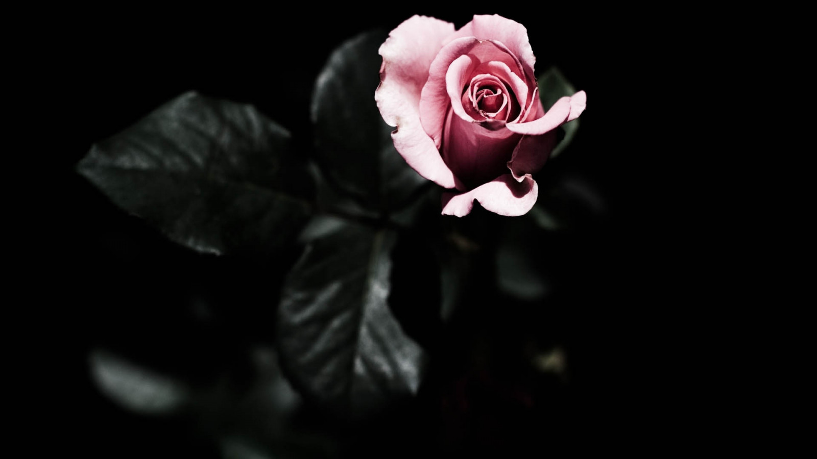 black, monochrome, red, photography, petals, rose, flower, plant, darkness, petal, black and white, monochrome photography, land plant, flowering plant, close up, macro photography, rose family