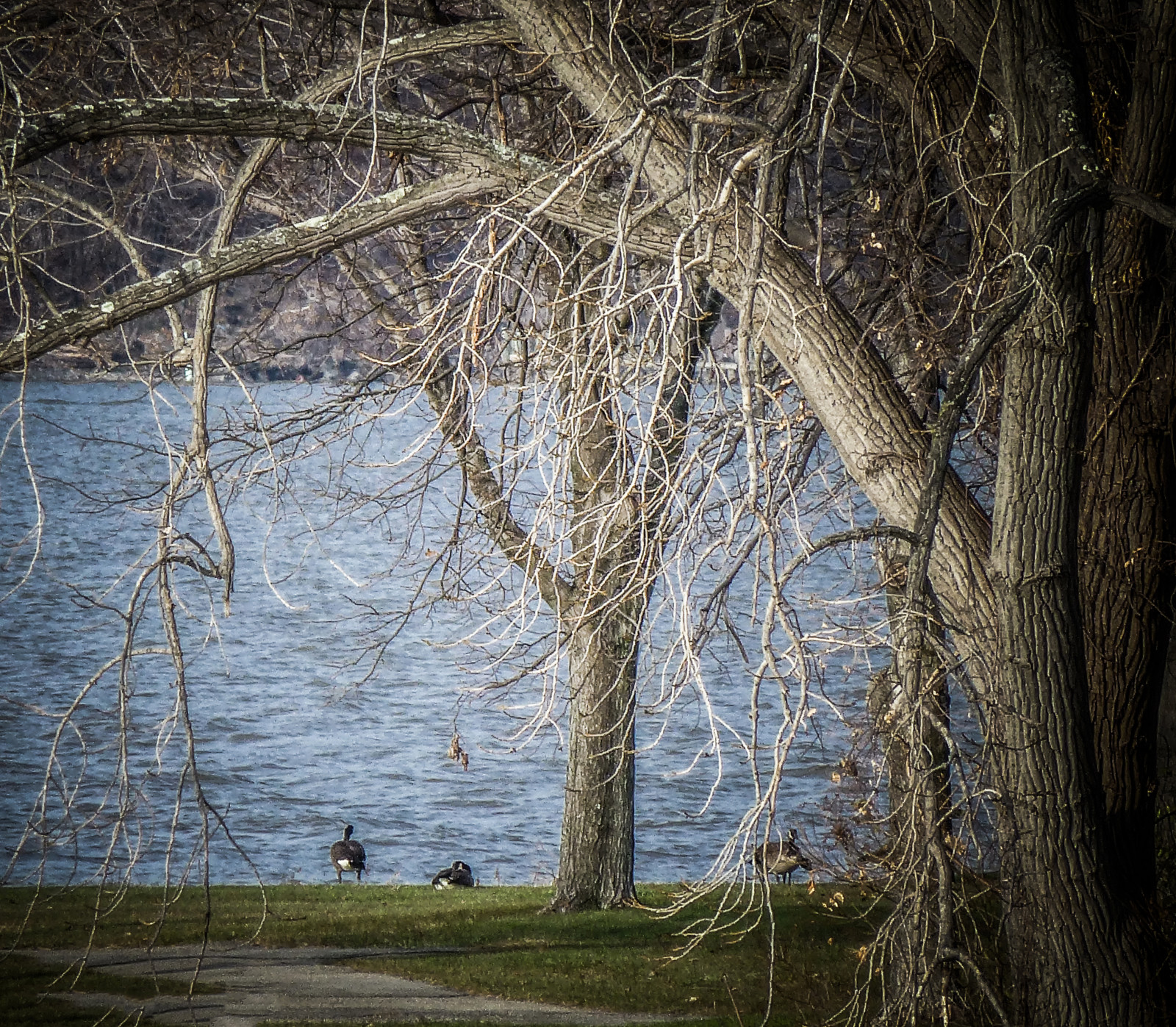 park, Nový, York, stromy, Spojené státy americké, strom, Příroda, voda, ptactvo, řeka, scenérie, nábřeží, břeh řeky, Stát, cesta, větve, scénický, Kachny, sprej, kůra, Hudson, kůra stromu, nábřeží, kufry, větve, vodní ptáci, břeh řeky, větvičky, treebranches, Treescape, Hudsonrivervalley, vodní, Riverfrontpark, kmeny stromů, autofocus, Treelimbs, podrost, říční, riverscape, Ramus, thegalaxy, Rhytidom, Branchlet, flickraward, mygearandme, 845areacode, rememberthatmomentlevel1, Řeky, Birdsofhudsonvalley, Větví stromů, Easternshoreofthehudsonriver, Kroužky a kroužky