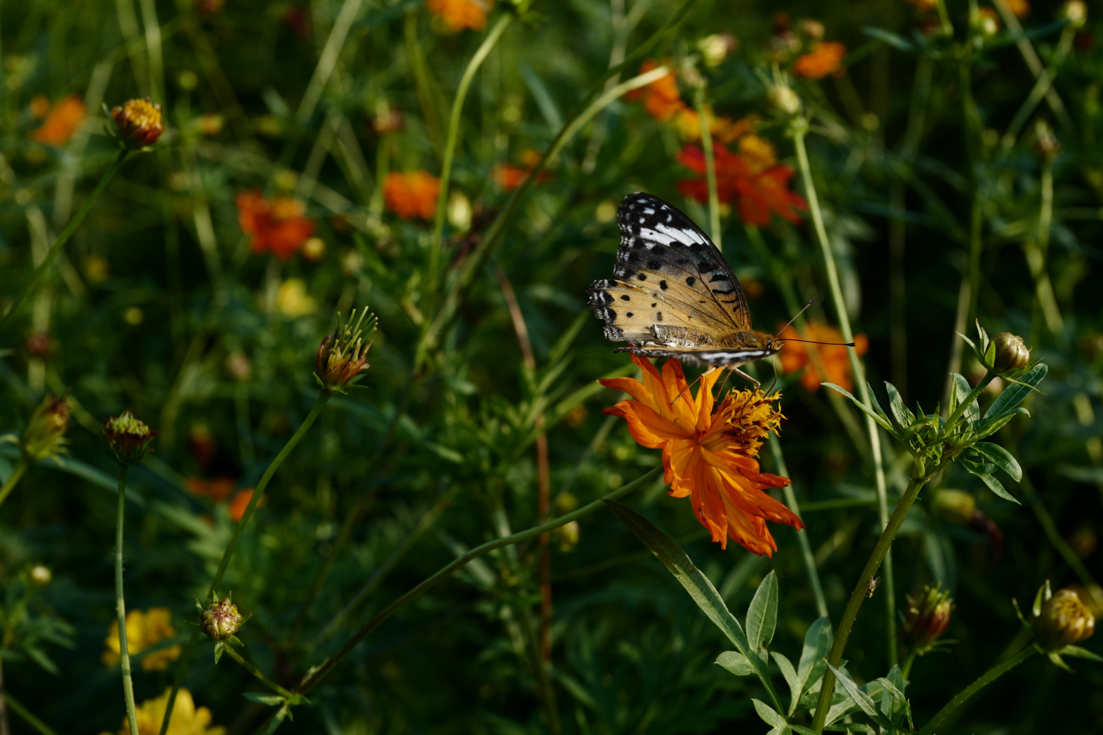 Japonsko, Příroda, tráva, motýl, hmyz, Leica, Tokio, jp, květ, rostlina, kosmos, flóra, louka, Hamarikyu, Shiodome, summilux, leicaq, summilux1728, q, 1728, fauna, divoká rostlina, prérie, botanika, makro fotografie, bezobratlý, nektar, opylovači, můry a motýli, motýl monarcha