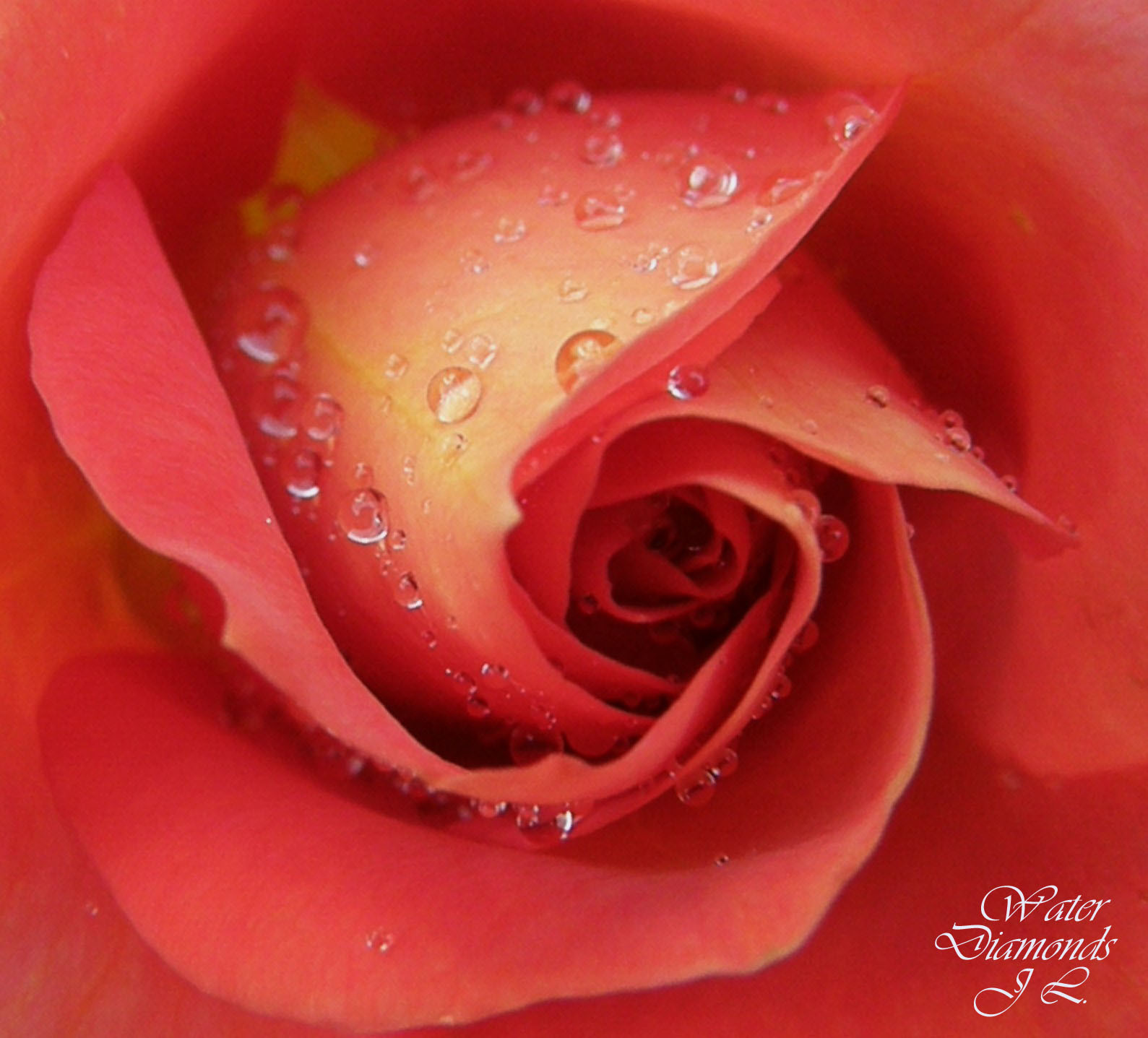 Červené, makro, oranžový, Lístky, růže, Broskev, mokrý, květ, pokles, flóra, okvětní lístek, kapky vody, theperfectphotographer, natureselegantshots, theunforgettablepictures, excellentsflowers, awesomeblossoms, flickrflorescloseupmacros, macroflowerlovers, mimamorflowers, panoramafotografico, skvělá trefa, flowerscolors, flowerotica, macromarvels, gotas, yourbestshot, počítač tapeta, zblízka, makro fotografie, zátiší fotografování, zahradní růže, růže rodina, růže objednávka, vlhkost, floribunda, gotasdrops, macroshot, china rose, láska mír, Favouritecapture