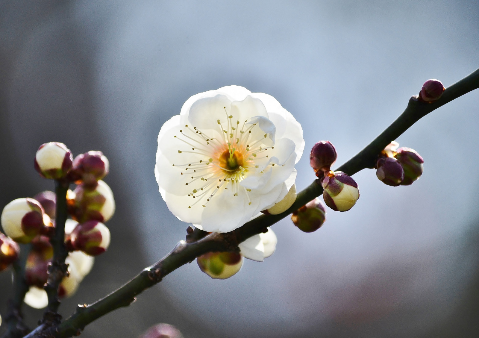 Japan, mad, have, natur, fotografering, afdeling, frugt, Nikon, blomst, forår, træ, blad, blomst, plante, flora, knop, kronblad, Kvist, fremstille, botanik, jord plante, blomstrende plante, tæt på, makrofotografering, stængelplante