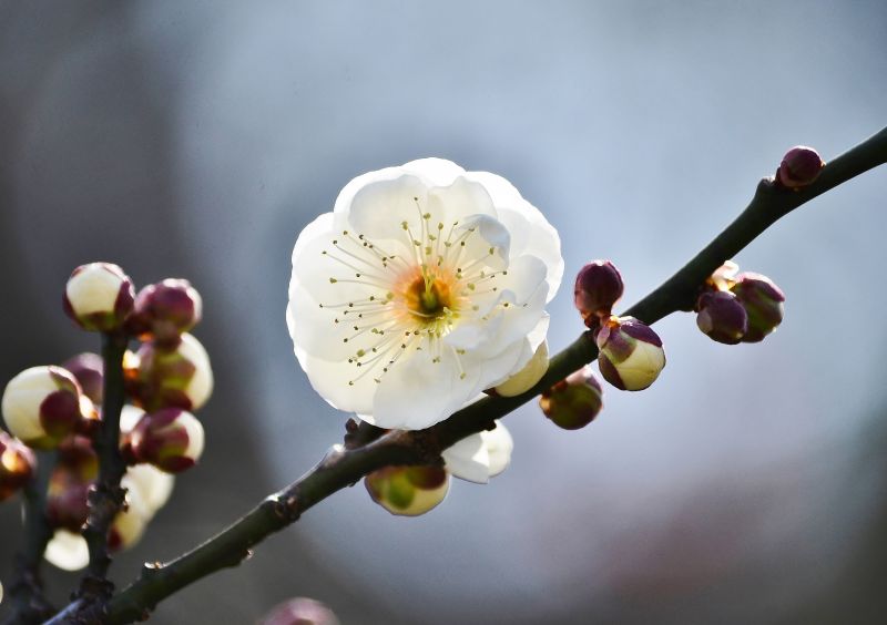 Japan, food, garden, nature, branch, photography Japan, food, garden, nature, branch, photography