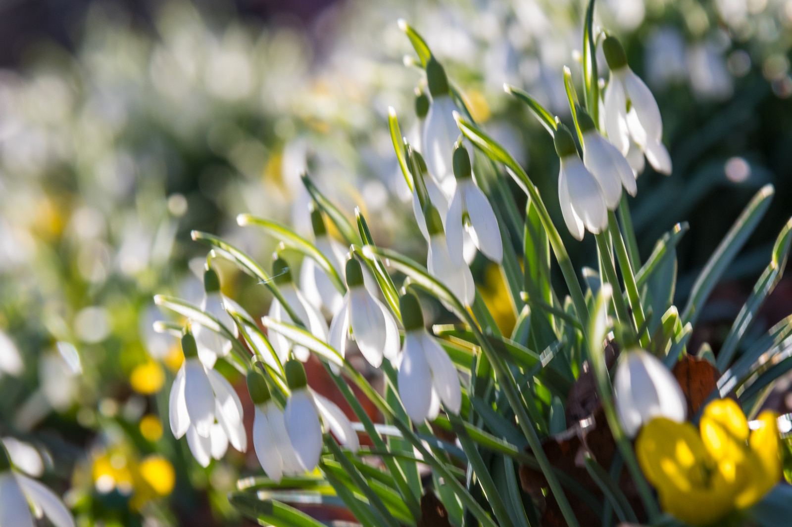 slunečnímu záření, tráva, větev, zelená, žlutý, květ, jaro, list, květ, rostlina, flóra, Blomma, parku Stadsparken, Trelleborg, v r, sn droppe, sněženka, louka, divoká rostlina, botanika, suchozemská rostlina, kvetoucí rostlina, makro fotografie, galanthus