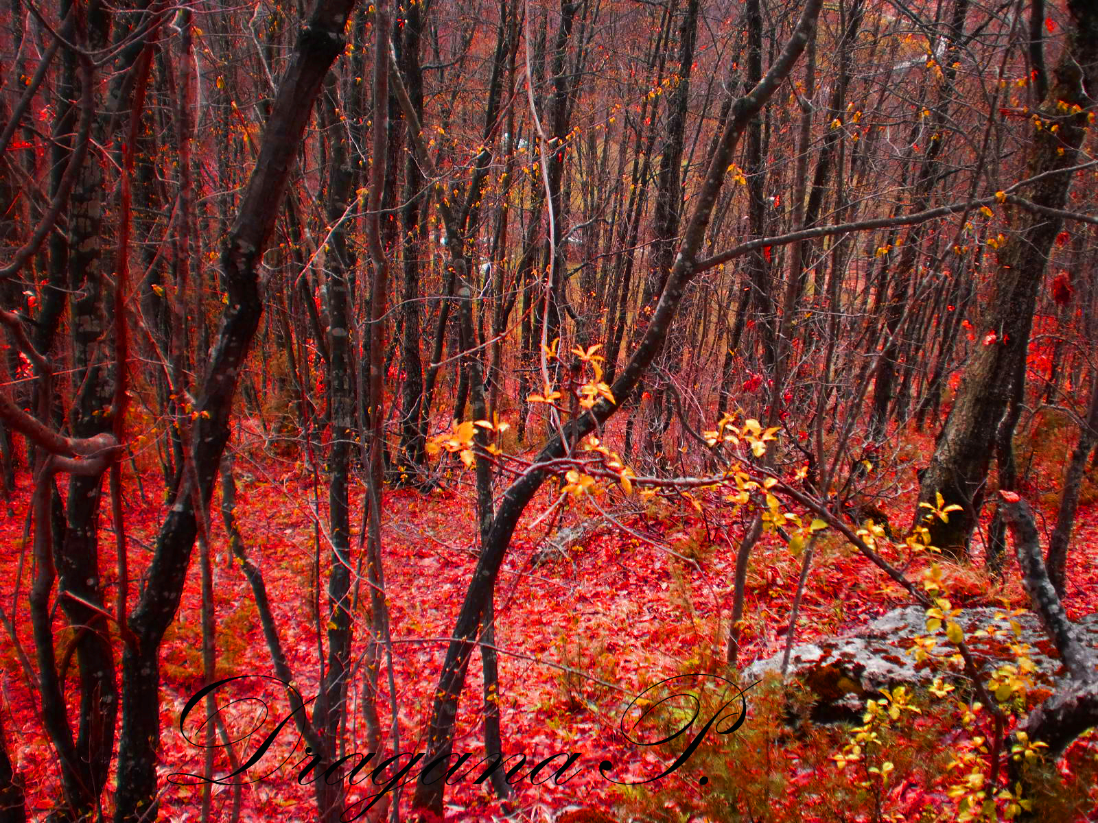 Hintergrundbilder Baume Wald Holz Ast Baum Herbst Blatt Blume Jahreszeit Lebensraum Naturlichen Umgebung Landanlage Holzige Pflanze Massiger Laub Und Mischwald Abscheulich Jesen Drvece Suma 1600x10 Hintergrundbilder