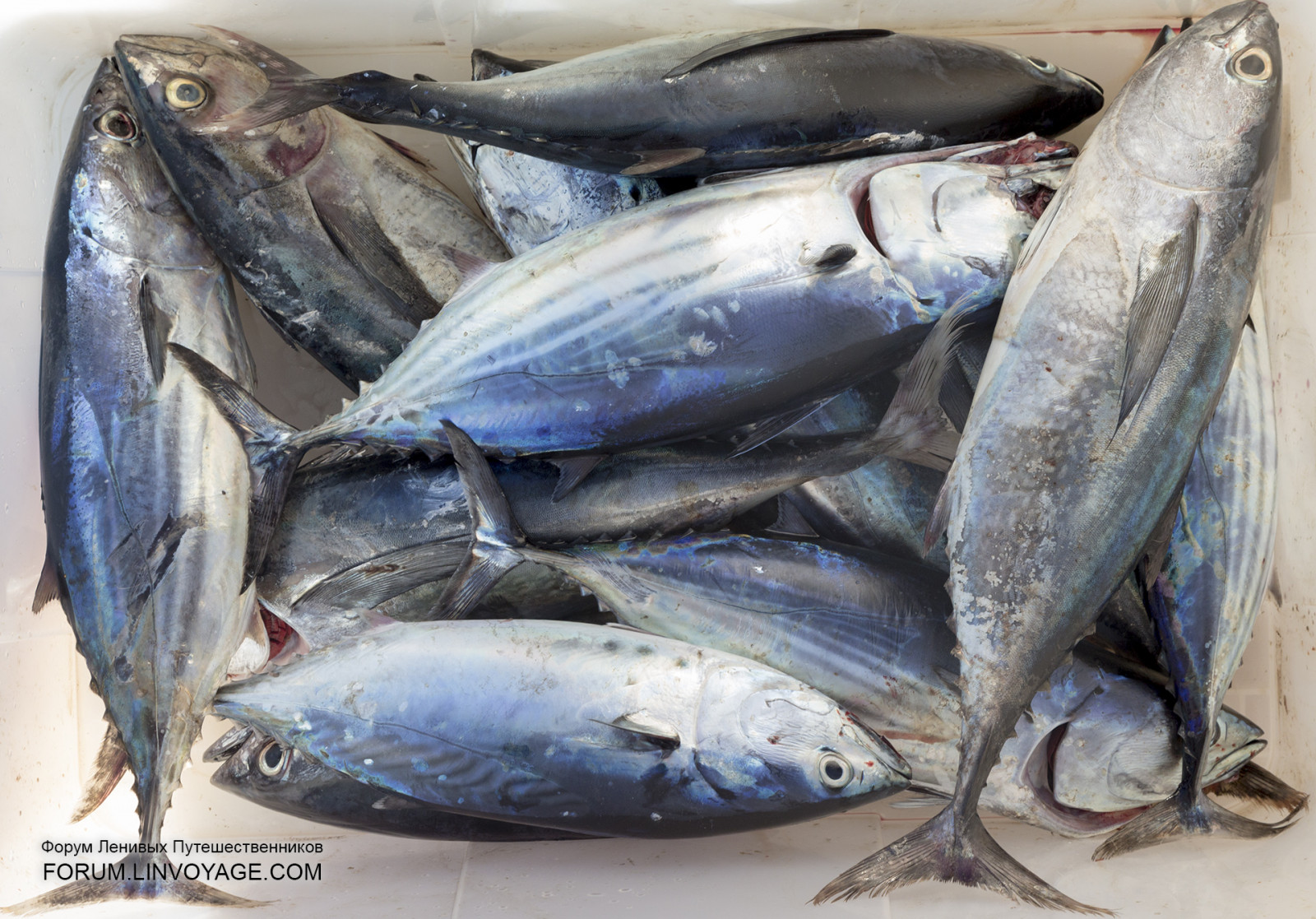 uomini, persone, barca, cibo, tramonto, mare, natura, veicolo, pesce, frutta, Sole, indiano, frutti di mare, yacht, Tailandia, KOH, pesca, Uva, catamarano, tonno, ananas, ragazzo, all'aperto, ragazza, sardina, oceano, uomo, donna, Phuket, Andamane, racha, yai, Noi, aringa, Mango, vertebrato, bonito, merluzzo, sgombro, pesce foraggio, pesce azzurro, ricciola giapponese, cefalone