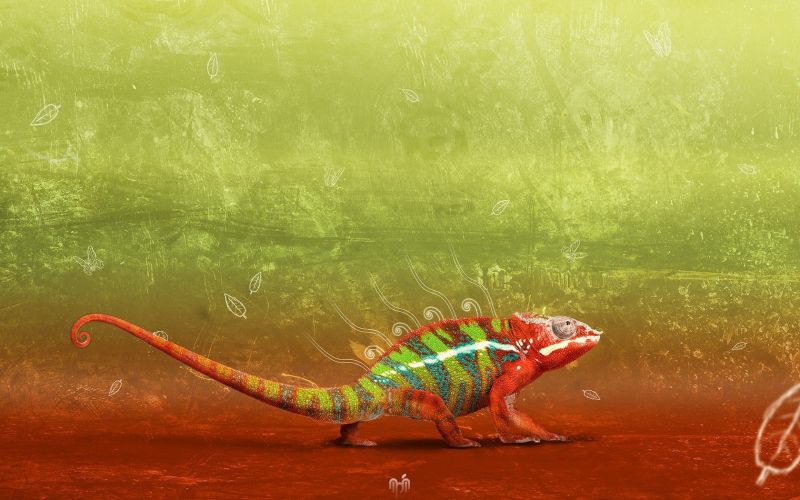 kaméleonok,1680x1050 px