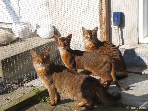 cats,som,kittens,somali,abyssinian,somalicat