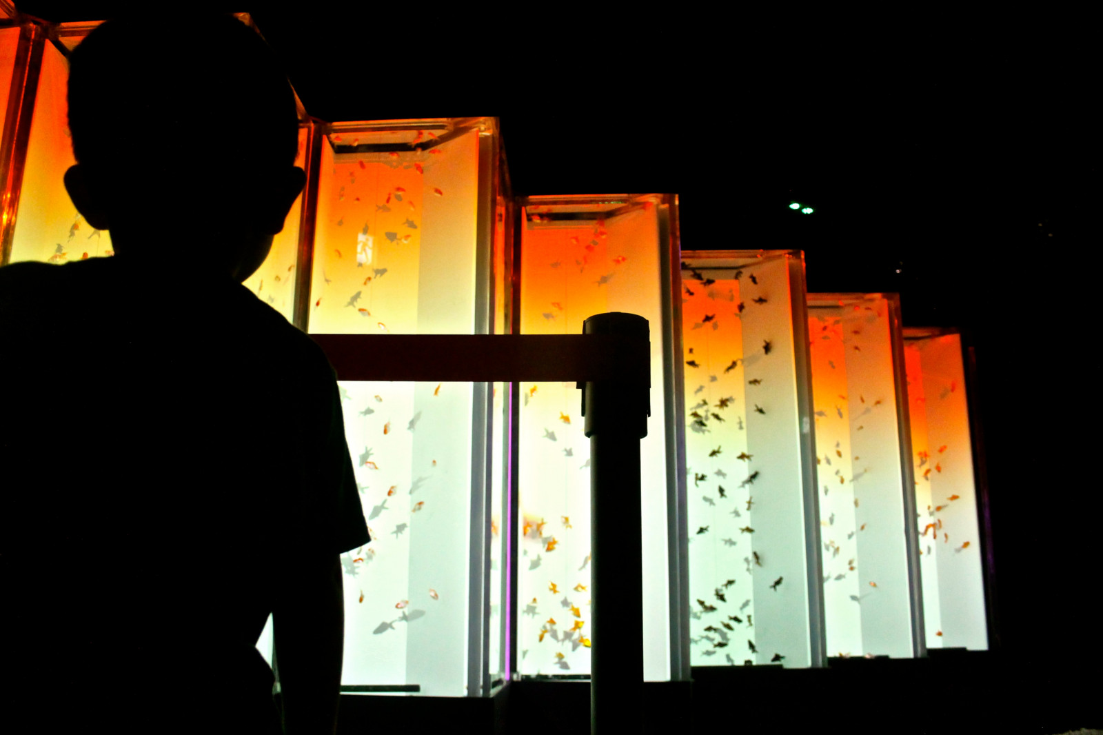 Wallpaper Japan, fish, yellow, Tokyo, ART, light, color, travel