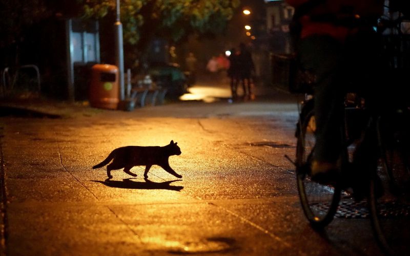con mèo, đường phố, đêm, Đô thị, Hình bóng, đường con mèo, đường phố, đêm, Đô thị, Hình bóng, đường