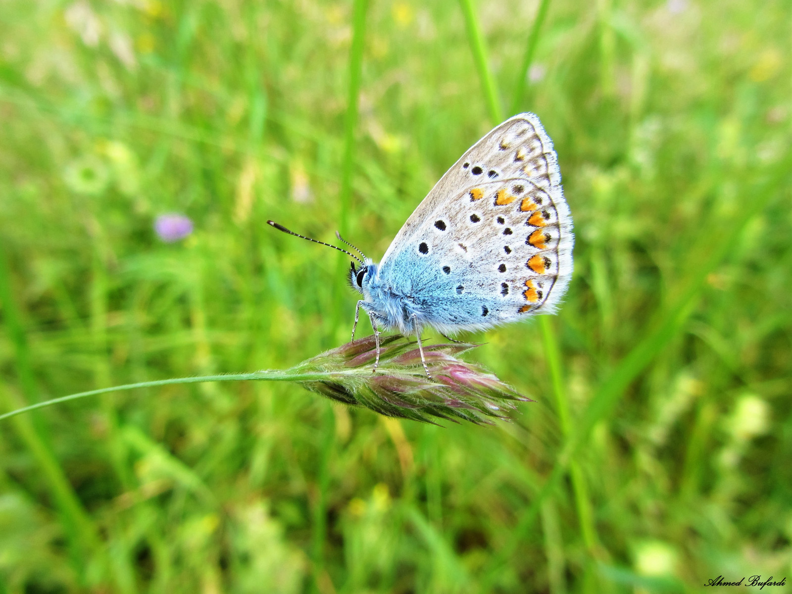 erba, farfalla, insetto, natura, mariposa, prato, papillon, schmetterling, farfalla, fotografia macro, famiglia di erba, invertebrato, organismo, impollinatore, falene e farfalle, lycaenid, spazzolare farfalla dai piedi, borboleta