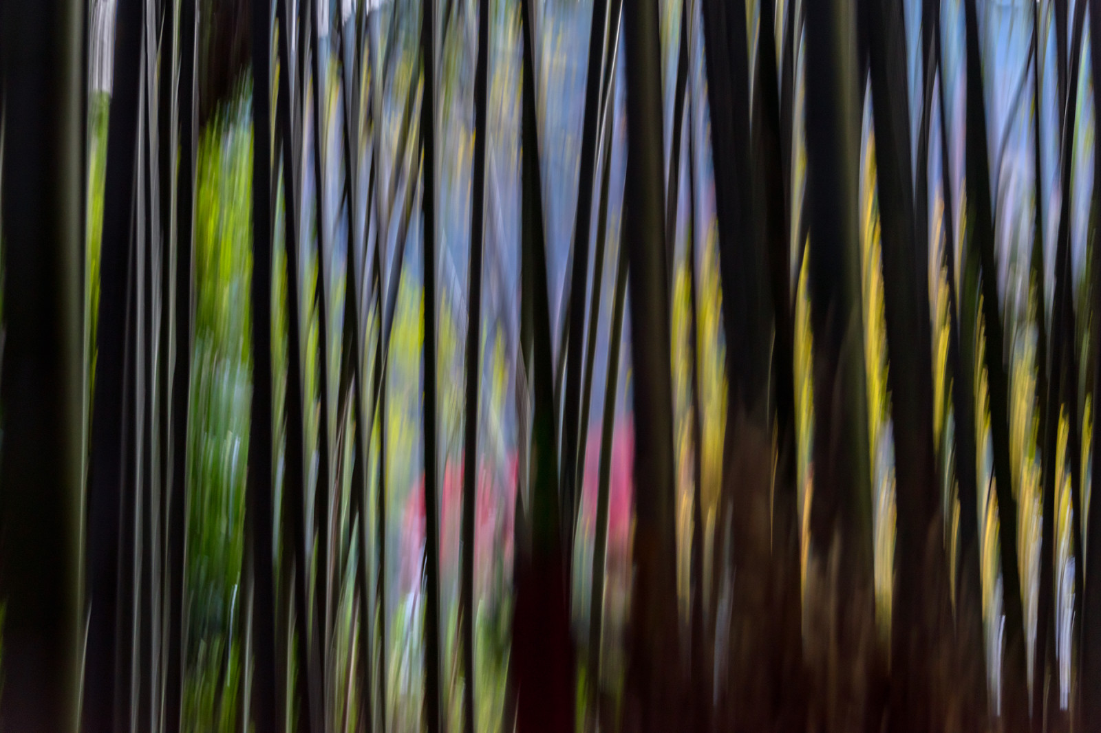 abstraktní, Japonsko, chrám, Kyoto, bambus, japanesemaple, cypřiš, kinkakuji, goldenpavilion, podzim, Zenbuddhist, Rukuonjitemplecomplex