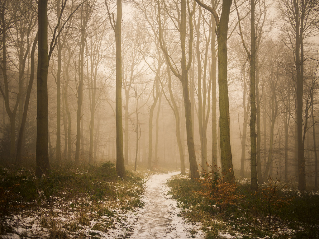 sollys, træer, Skov, natur, sne, vinter, træ, afdeling, morgen, tåge, sti, træ, efterår, tåge, blad, vejr, plante, sæson, skov, lund, Buckinghamshire, Wendover, bukke, Chilterns, levested, naturligt miljø, atmosfærisk fænomen, vedplante, økosystem, tempererede nåleskove, løvfældende, chilternhills, thechilterns, astonhill, damianward, wendoverwoods
