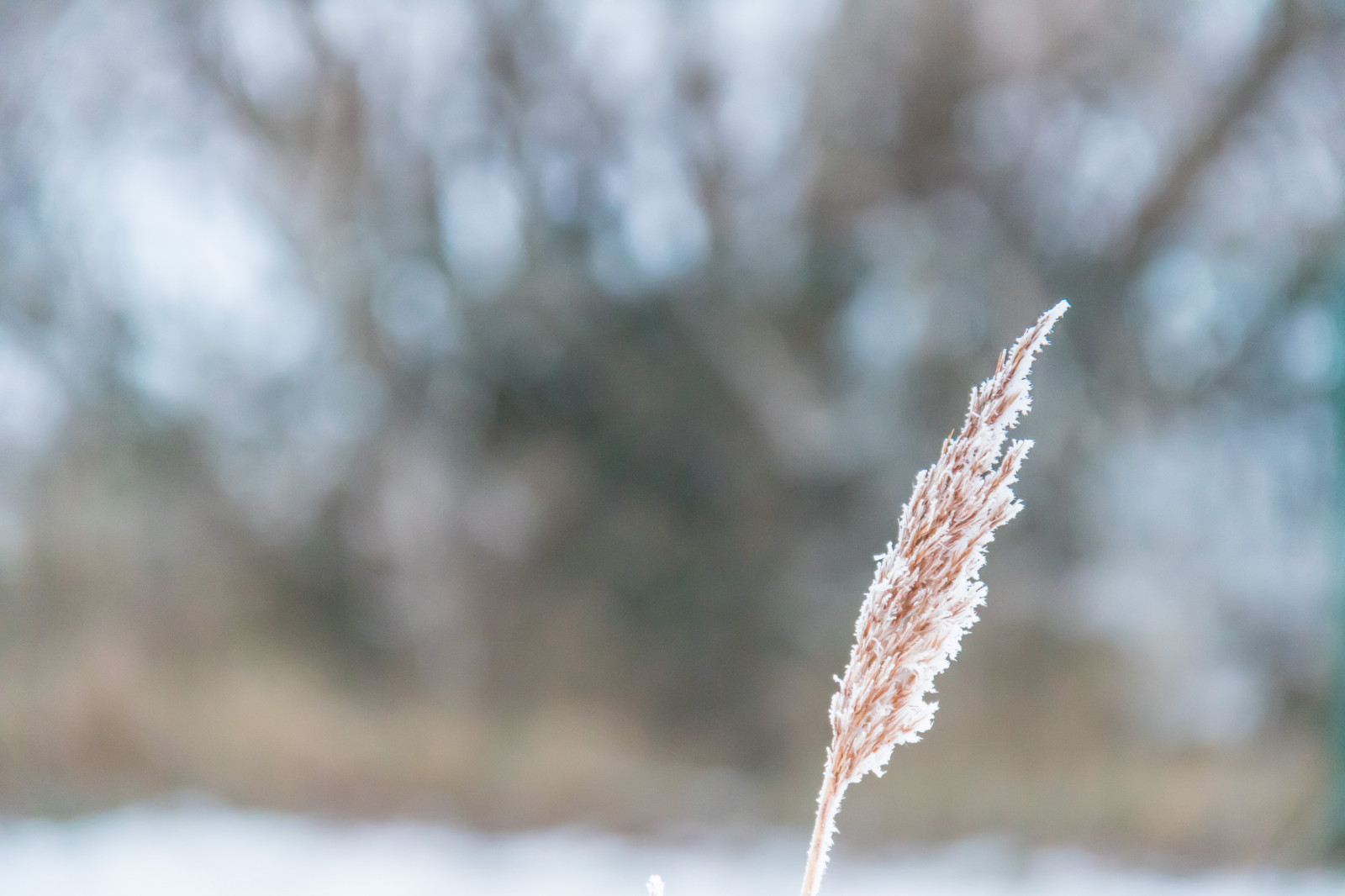 slunečnímu záření, Příroda, tráva, sníh, zima, větev, led, Studený, mráz, jaro, Jinovatka, zmrazení, strom, podzim, list, květ, počasí, rostlina, sezóna, flóra, Vinter, kallt, skateholm, rimfrost, větvička, zblízka, makro fotografie, tráva rodina, závod stonek