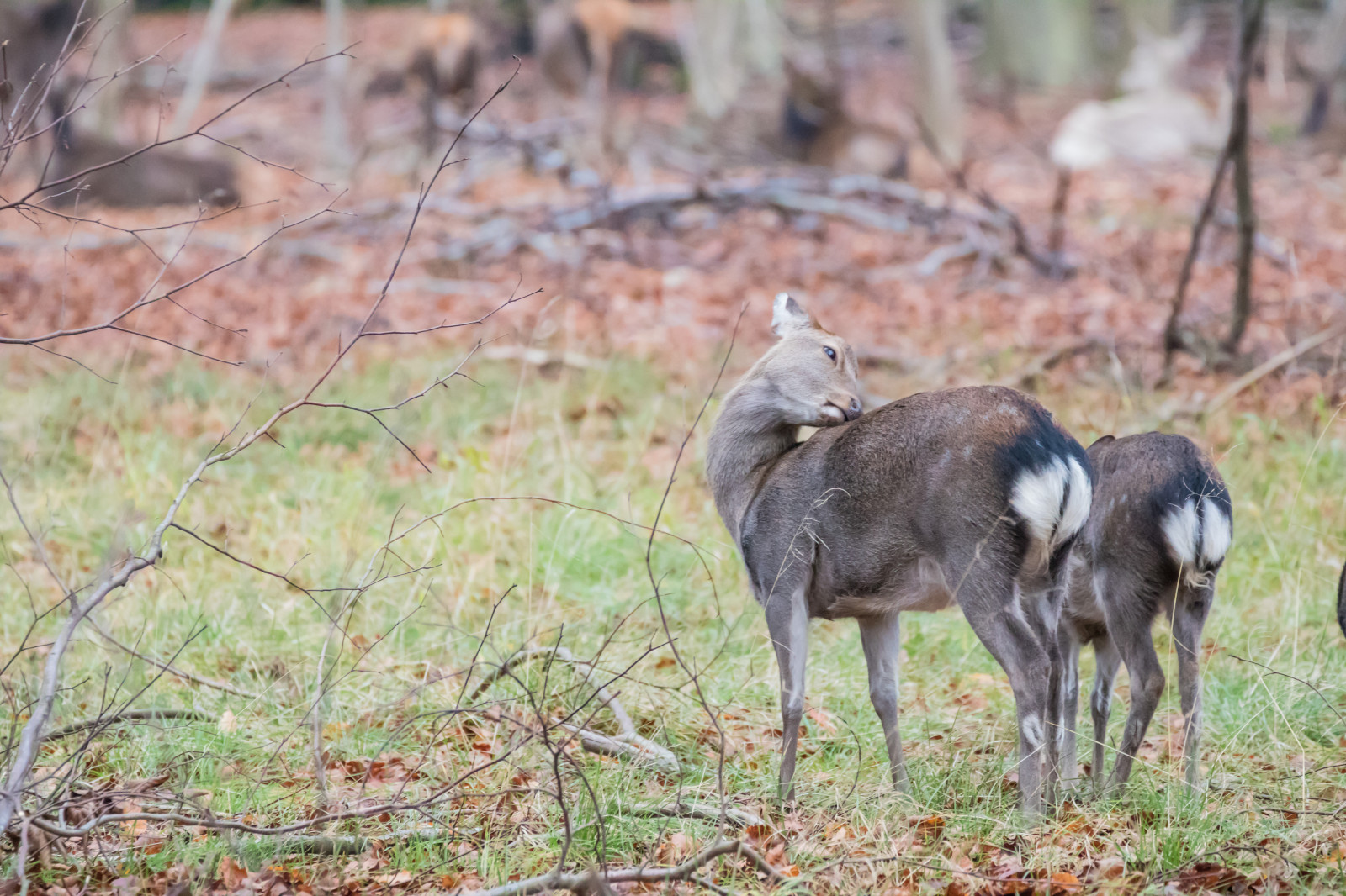 les, Jelen, park, Volně žijících živočichů, Dánsko, les, Danmark, Skog, exif modelu canoneos760d, geocountry, Kamera aby kánon, geocity, Model fotoaparátu canoneos760d, geostate, geolocation, EXIF otvor 56, exif aby kánon, EXIF ef70300mmf456lisusm čočka, exif isospeed 4000, exif focallength 300mm, Dyrehaven, j gersborg, j gersborgdyrehave, fauna, savec, obratlovců, bílá sledoval jelena
