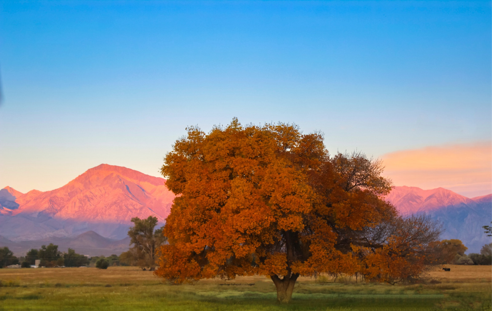 Wallpaper California, ca, fall, fallcolours, colors, November