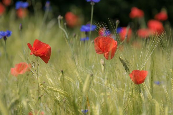nature, grass, field, flower, red, wheat