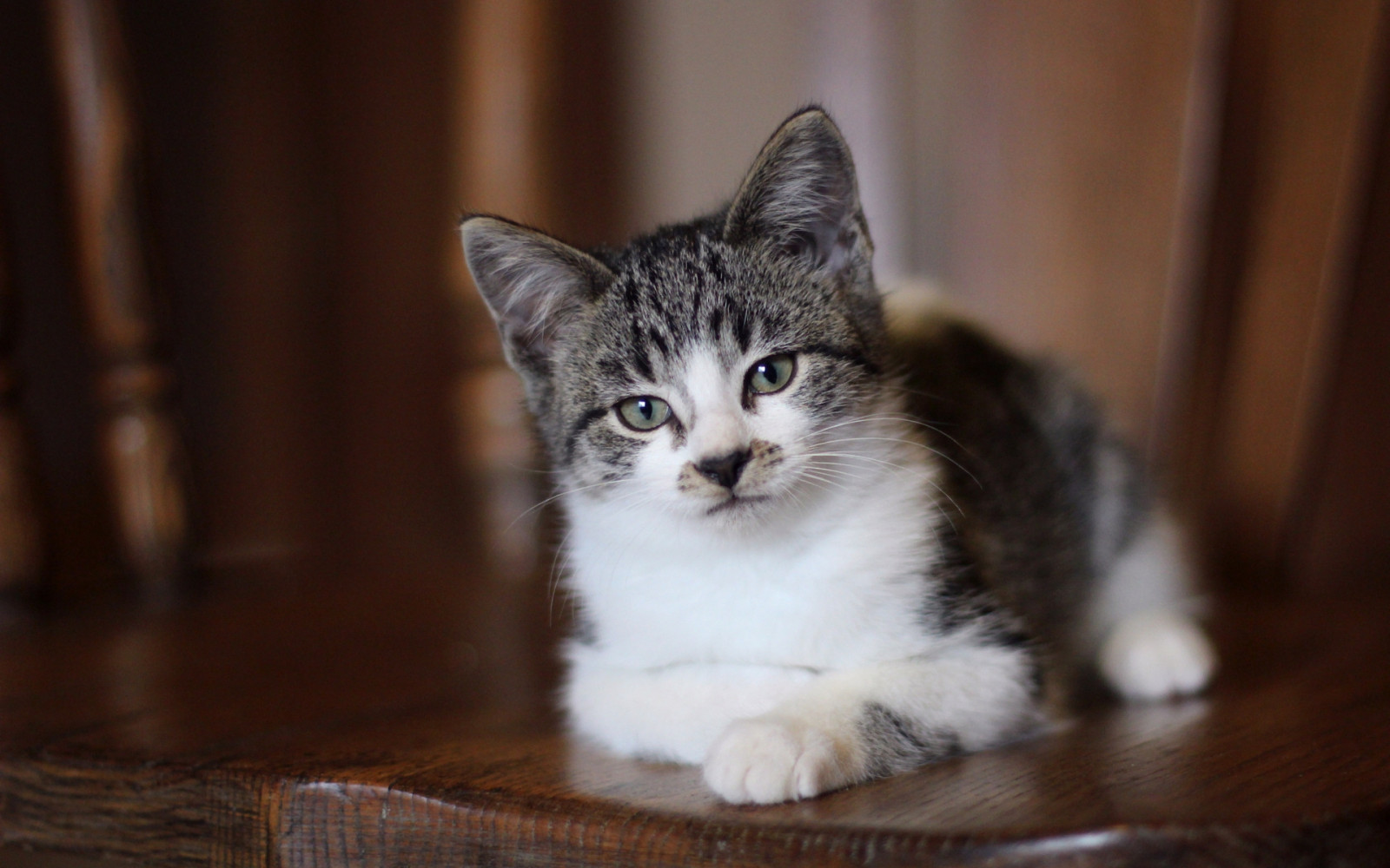 kočka, kníry, lhát, kotě, savec, puntíkovaný, obratlovců, kočka jako savci, malé až středně velké kočky, carnivoran, domácí krátké vlasy kočka, Evropská krátkosrstá, Norská lesní kočka