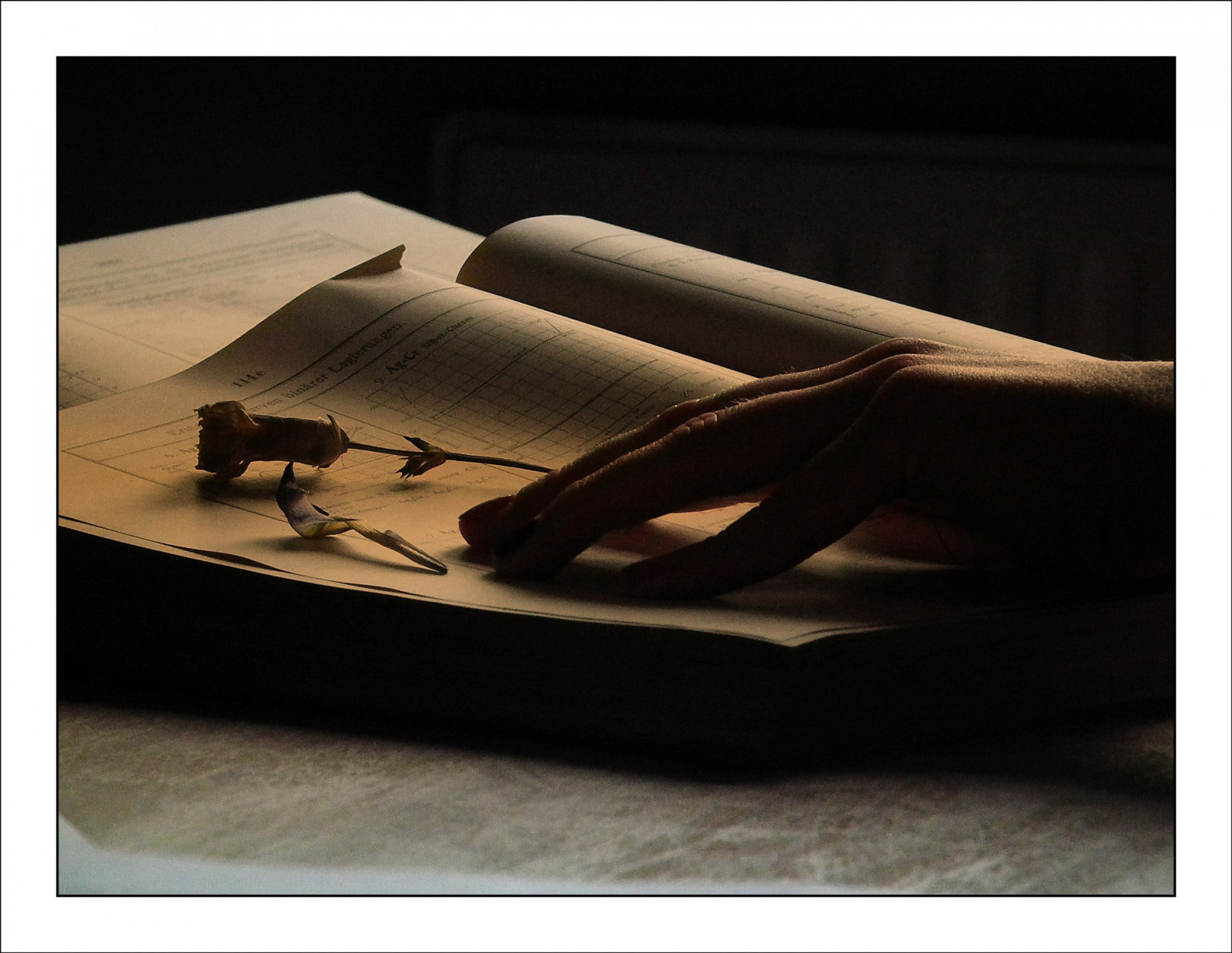 stín, stůl, dřevo, knihy, úhel, květ, ruka, stálý život, nábytek, bestcapturesaoi, zátiší fotografování, stock photography, product design