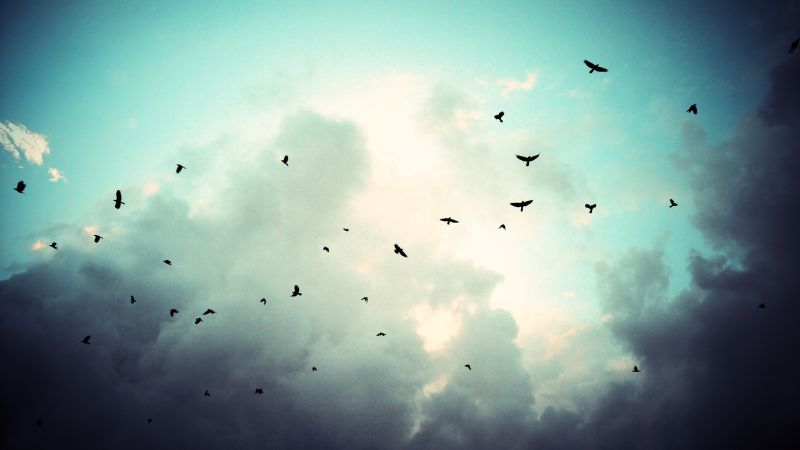 sunlight, birds, reflection, sky, clouds, atmosphere sunlight, birds, reflection, sky, clouds, atmosphere