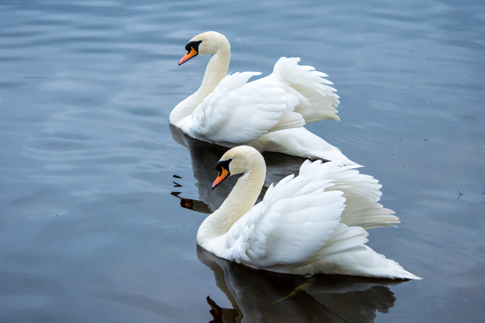 Wallpaper mute, swan, lake, birds, hillsborough, northern, Ireland
