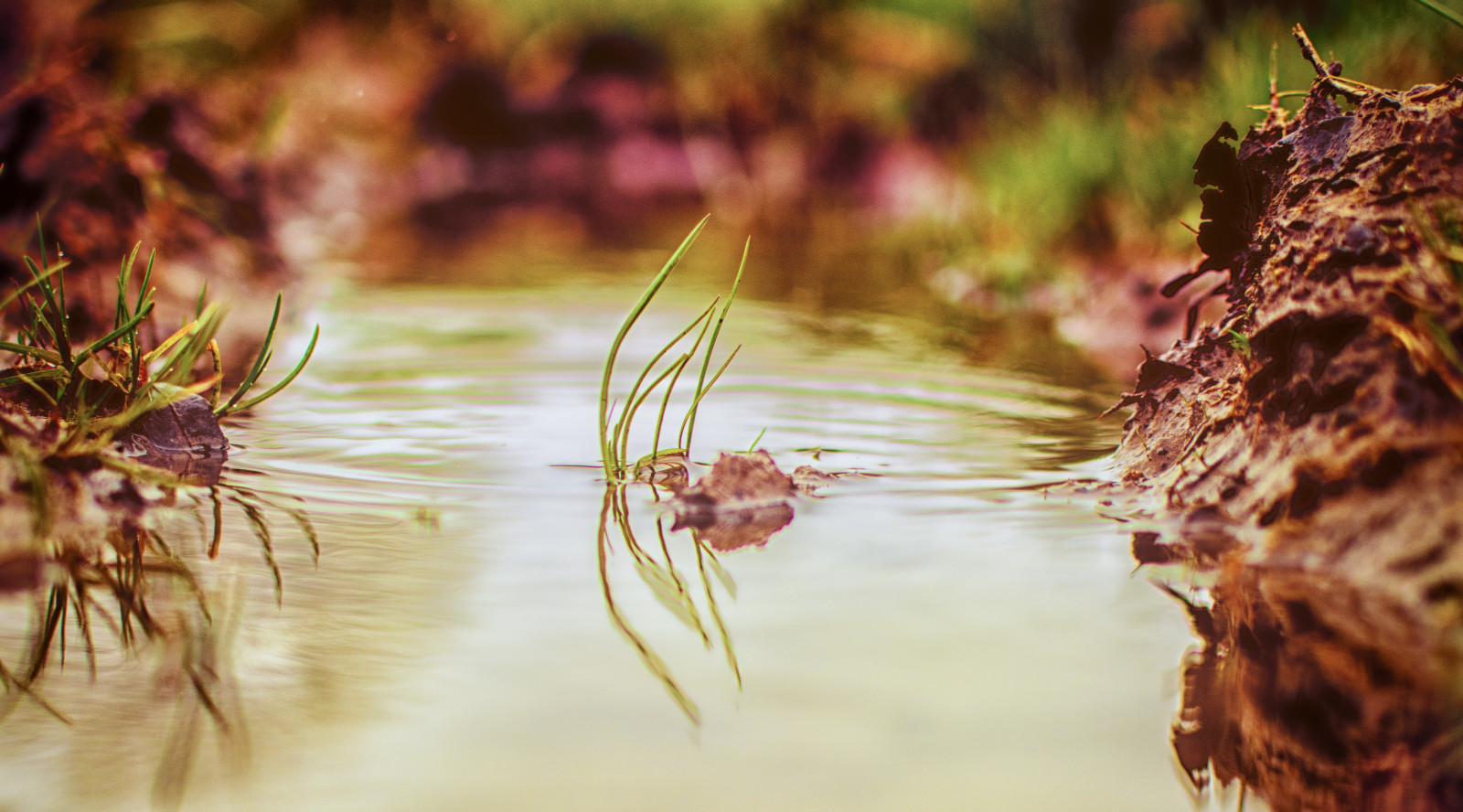 slunečnímu záření, voda, Příroda, odraz, tráva, venku, fotografování, větev, bláto, zelená, ráno, hnědý, ostrov, Nikon, bokeh, louže, vybledlý, Lightroom, perspektivní, venkovský, Soustředit se, země, strom, NIKKOR, hloubka pole, podzim, list, květ, rostlina, venkovní, sezóna, přírodní, odrazy, flóra, dof, rozmazat, outoffocus, mimo, venkov, obraz, project365, D7100, nikond7100, primelens, botanika, dřevina, zblízka, makro fotografie, tráva rodina, ISO100, nikonphotography, lowperspective, iratebadger
