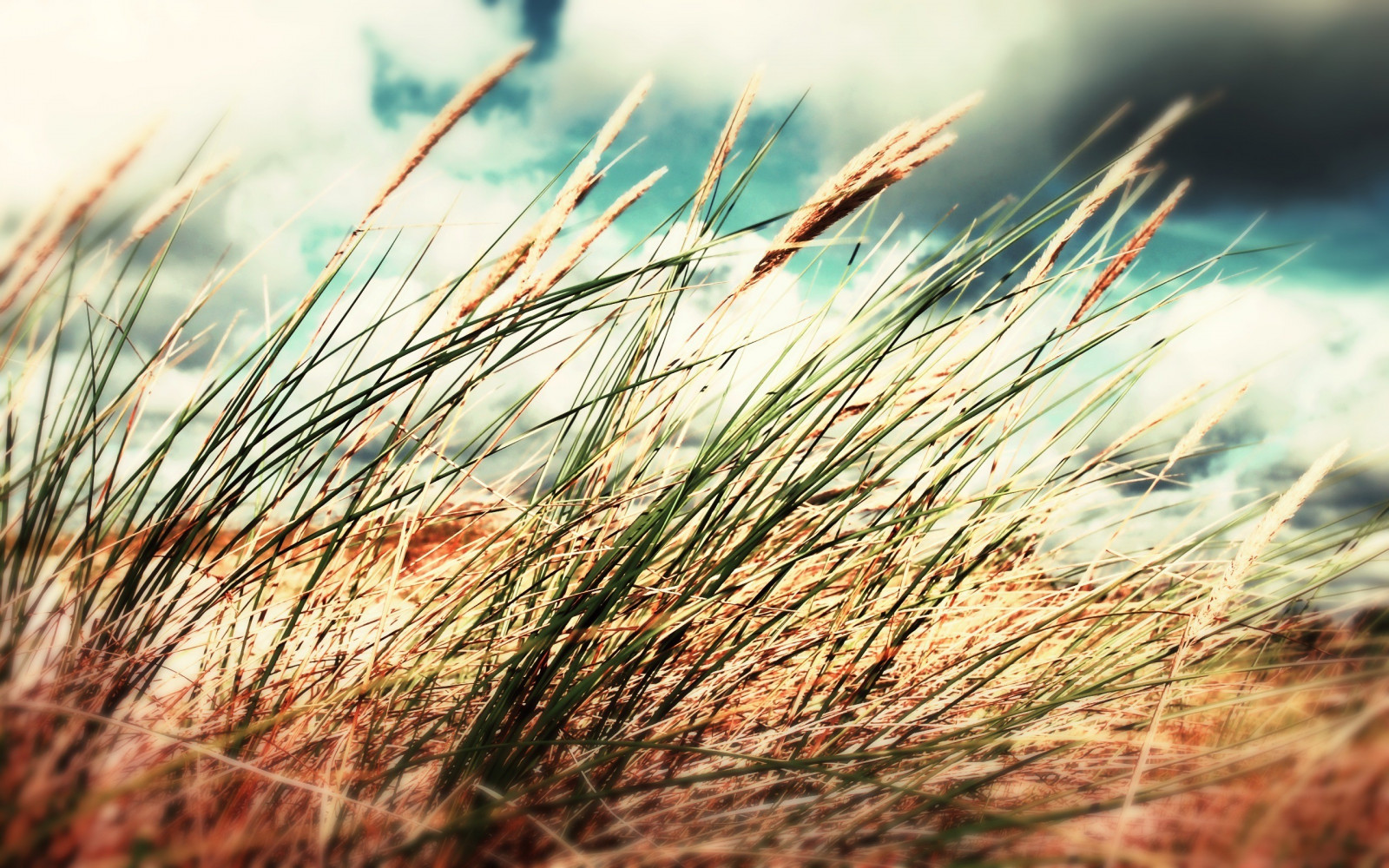 slunečnímu záření, západ slunce, Příroda, tráva, rostliny, pole, fotografování, makro, větev, zelená, ráno, mráz, strom, podzim, list, květ, rostlina, sezóna, flóra, prérie, suchozemská rostlina, zblízka, makro fotografie, tráva rodina