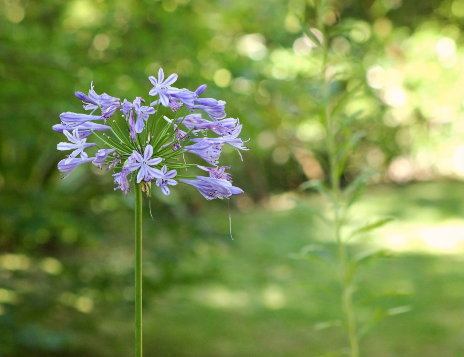 květiny, voda, milovat, tráva, nebe, fotografování, nachový, zelená, modrý, Kánon, ostrov, letní, levandule, vinobraní, Evropa, Dovolená, jaro, Portugalsko, dovolená, Azory, barva, cestovat, květ, rostlina, fotografie, oceán, flóra, flores, ostrovy, výlet, louka, fotky, žít, instagramapp, jednoletá rostlina, zvonek rodina