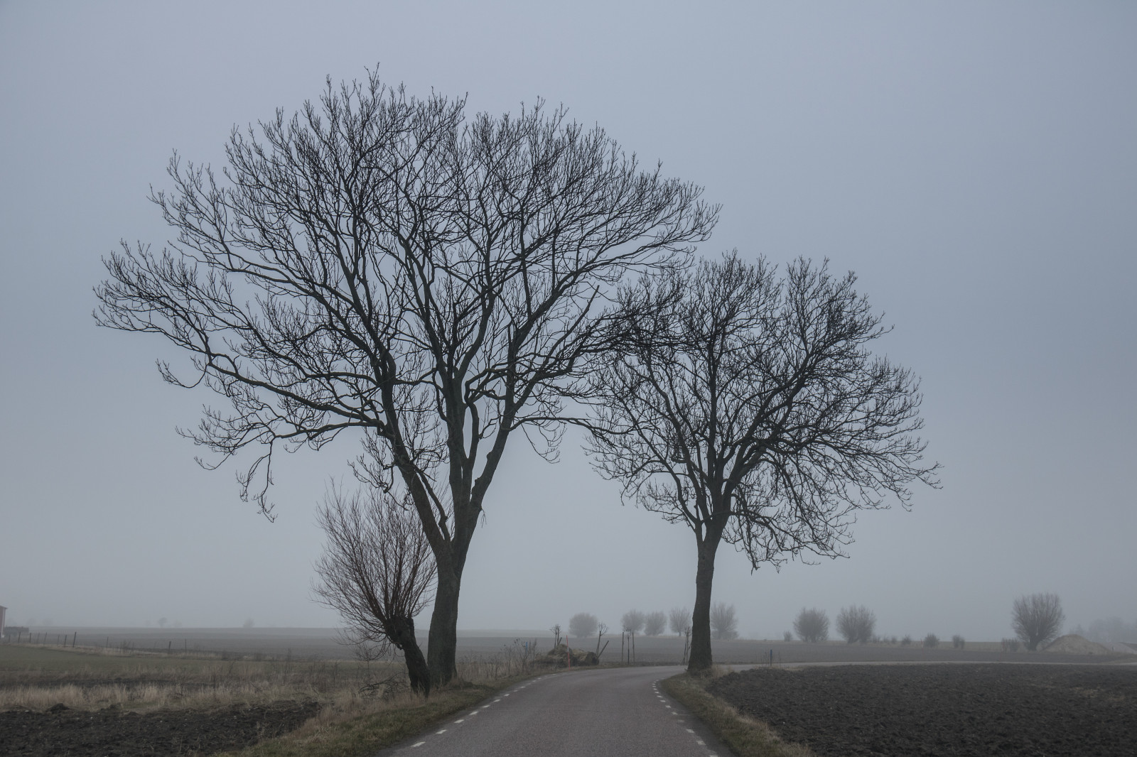 krajina, kopec, Příroda, tráva, nebe, sníh, zima, větev, ráno, mlha, mráz, opar, mrak, strom, mlha, počasí, svítání, rostlina, sezóna, dimma, venkov, landsbygd, s dersl tt, landskap, venkov, atmosférický jev, dřevina