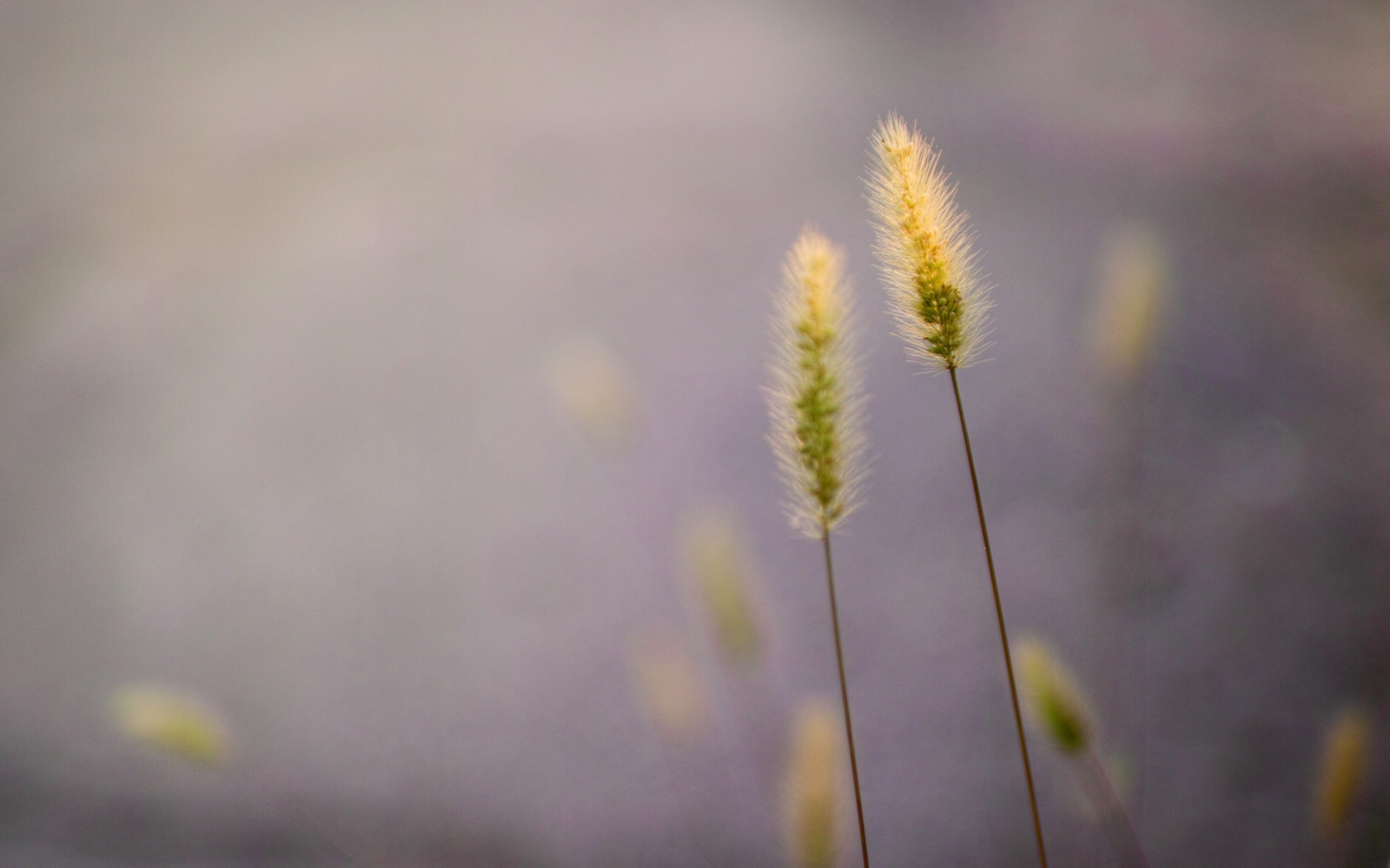 slunečnímu záření, Příroda, tráva, pole, fotografování, makro, větev, zelená, žlutý, ráno, pyl, květ, podzim, list, květ, rostlina, flóra, pupen, louka, divoká rostlina, suchozemská rostlina, zblízka, makro fotografie, tráva rodina, závod stonek