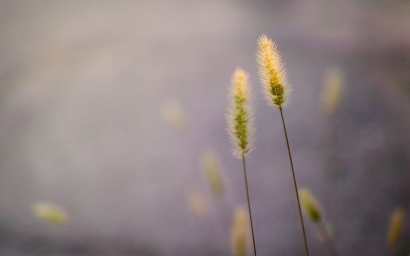 slunečnímu záření, Příroda, tráva, fotografování, makro, pole