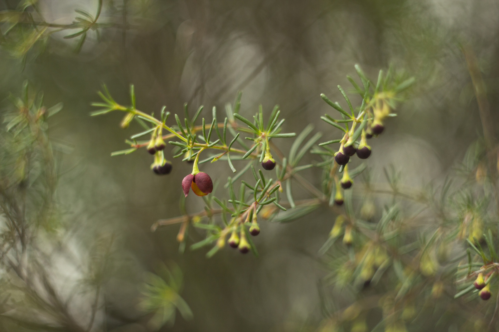 สวน, ธรรมชาติ, จอด, ฤดูหนาว, สาขา, Canon, bokeh, ออสเตรเลีย, พื้นเมือง, วิกตอเรีย, ออสเตรเลีย, ต้นสน, เมลเบิร์น, เอเวอร์กรีน, 2014, ต้นไม้, ปลูก, พืช, dof, สิงหาคม, พืชพันธุ์, พฤกษศาสตร์, eos, 60d, กิ่งไม้, Biome, ต้นสนชนิดหนึ่ง, ผู้วิ่งแข่ง, ครานส์, australiangarden, royalbotanicgardenscranbourne, cranbournebotanicgardens, cypress family, juniper berry