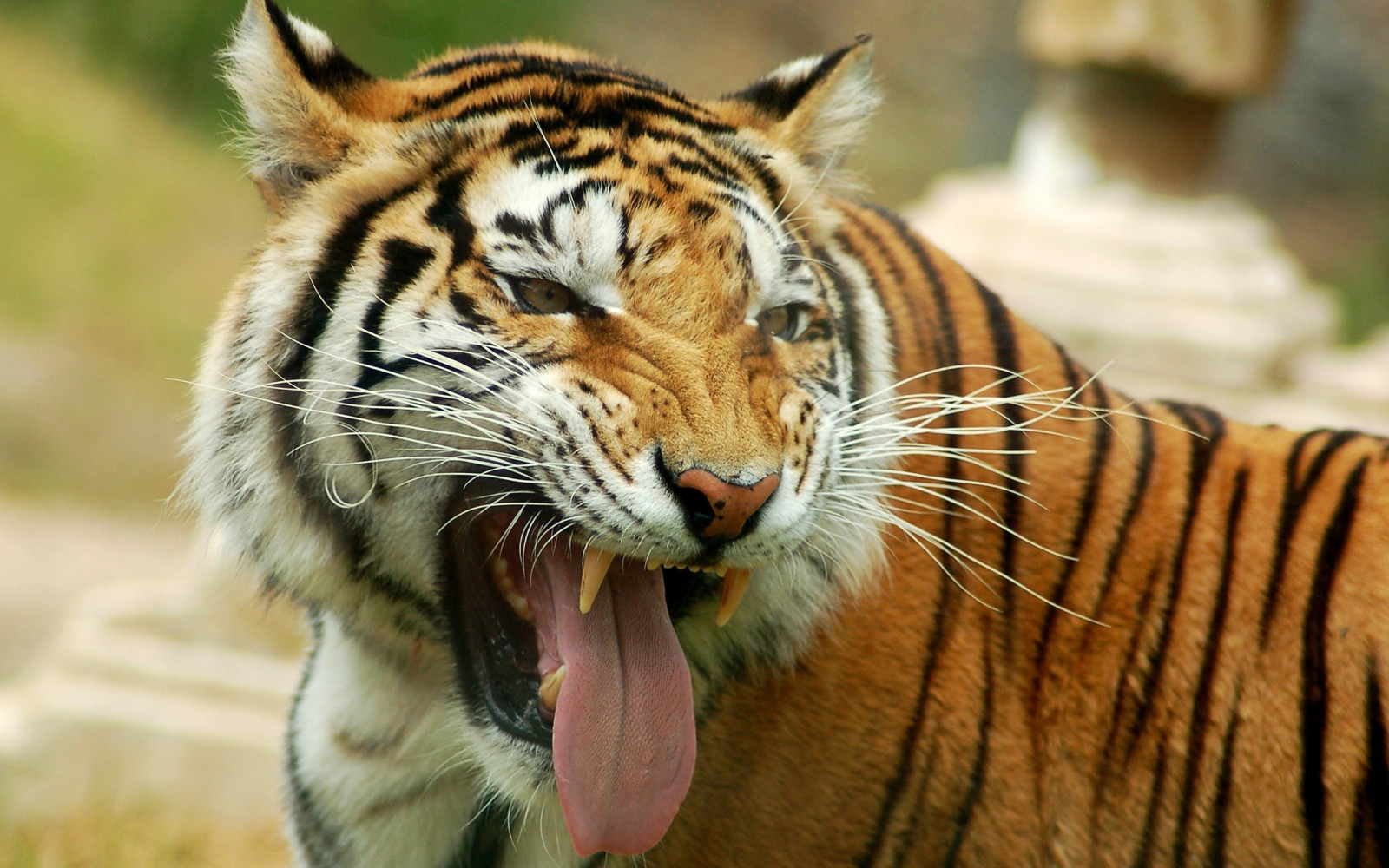 animals, grass, tiger, wildlife, big cats, Zoo, whiskers, fauna, mammal, 2560x1600 px, cat like mammal, snout, carnivoran, organism, terrestrial animal