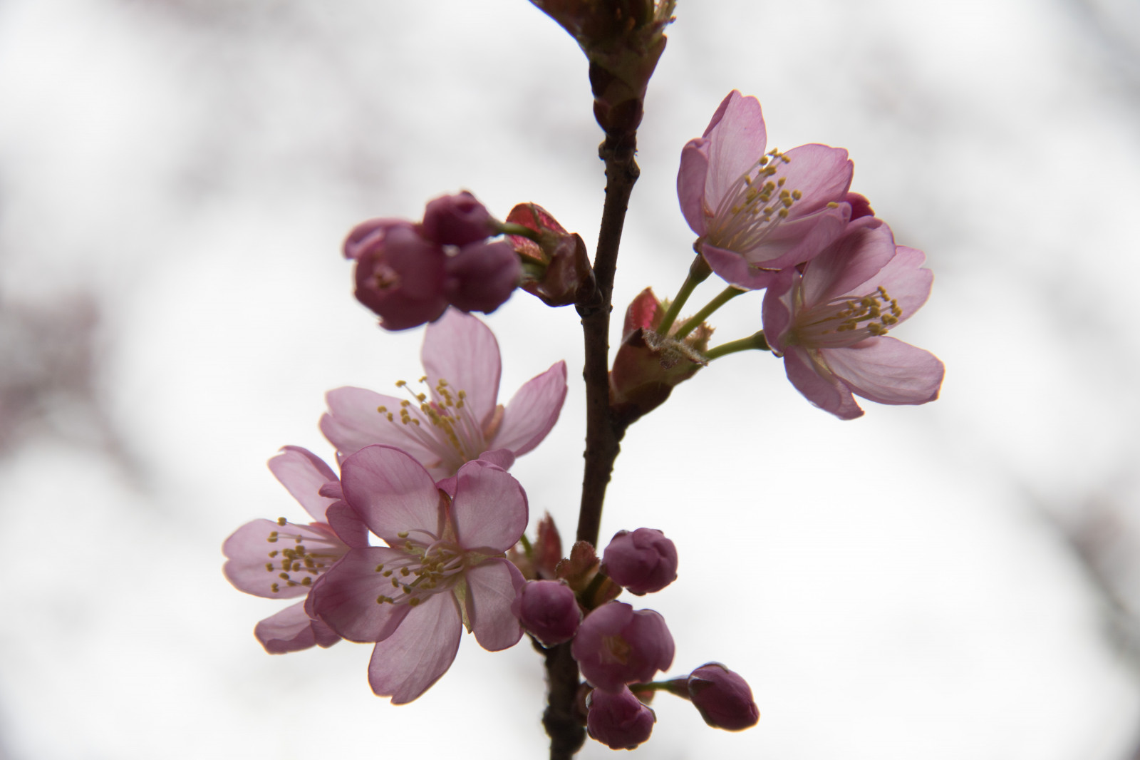 jídlo, větev, ovoce, Třešňový květ, květ, růžový, jaro, strom, list, květ, rostlina, sezóna, flóra, Blomma, Trelleborg, exif modelu canoneos760d, geocountry, Kamera aby kánon, geocity, Model fotoaparátu canoneos760d, geostate, geolocation, EXIF čočka efs18200mmf3556is, exif focallength 200mm, exif aby kánon, EXIF isospeed 100, EXIF otvor 71, okvětní lístek, rosa, vyrobit, botanika, suchozemská rostlina, kvetoucí rostlina, zblízka, makro fotografie