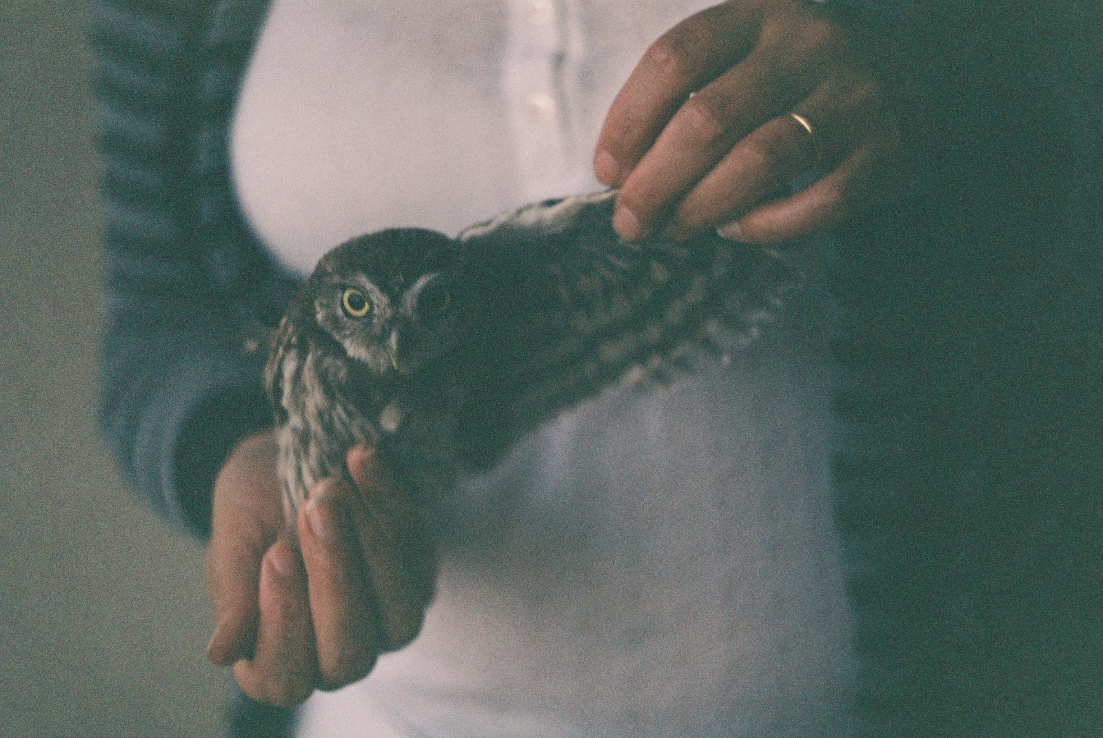ruce, Příroda, dravý pták, sova, zobák, roztomilý, pták, divoký, dívka, málo, ruka, analogový, křídlo, analogico, fauna, obratlovců, zenit, athene, Coruja, noctua