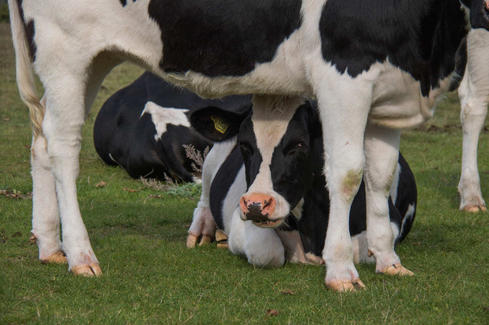 kráva, zvíře, DJUR, pastvina, exif modelu canoneos760d, geocountry, Kamera aby kánon, geocity, Model fotoaparátu canoneos760d, geostate, geolocation, EXIF čočka efs18200mmf3556is, exif aby kánon, EXIF isospeed 100, exif focallength 90mm, EXIF otvor 71, Gotland, attackfoto, ko, n r, n rsholmen, savec, obratlovců, dobytek, jako je savec, pastvisko, dojnice