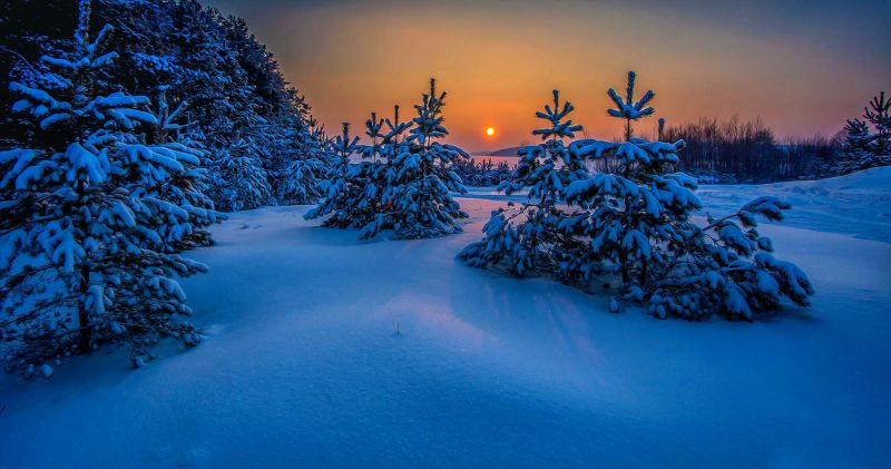 trees, landscape, sunset, sea, nature, reflection trees, landscape, sunset, sea, nature, reflection