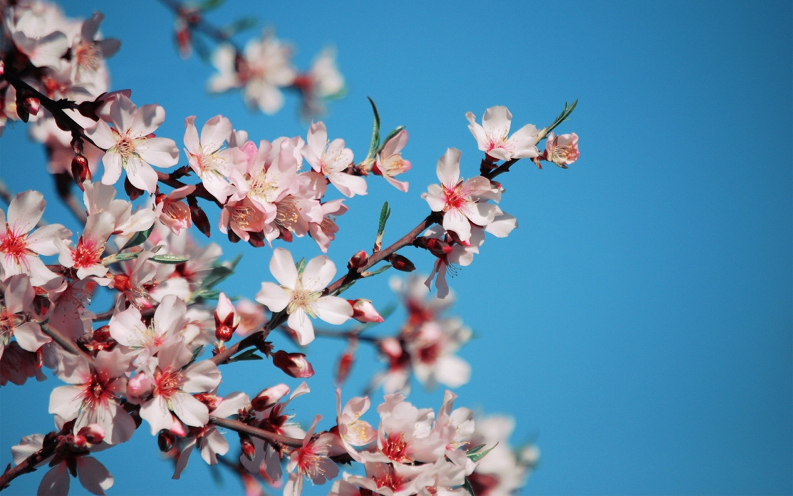 デスクトップ壁紙 空 ブランチ 青 桜の花 ピンク 春 明るい 木 工場 フローラ 花弁 小枝 コンピュータの壁紙 植物の茎 19x10 Wallhaven デスクトップ壁紙 Wallhere