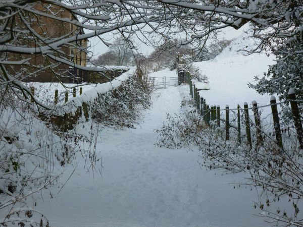 trees,winter,snow,fence,countryside,gate