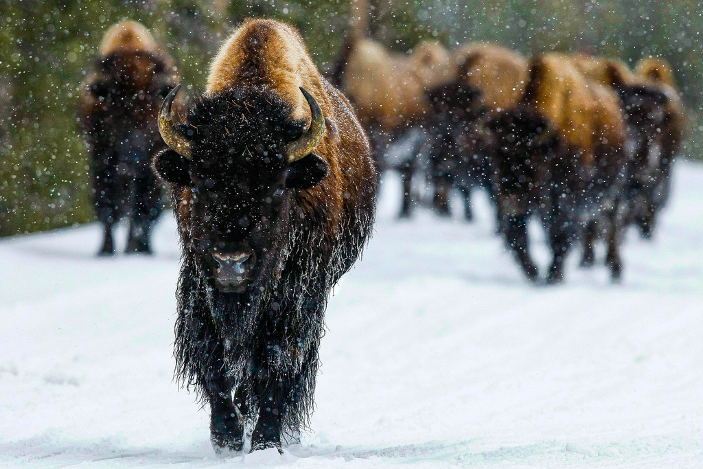 la neve, inverno, cane, natura, bisonte, Wyoming, bufalo, 2014, tempo metereologico, mammifero, vertebrato, cane come mammifero, gruppo razza del cane, Yellowstone, Parco Nazionale di Yellowstone