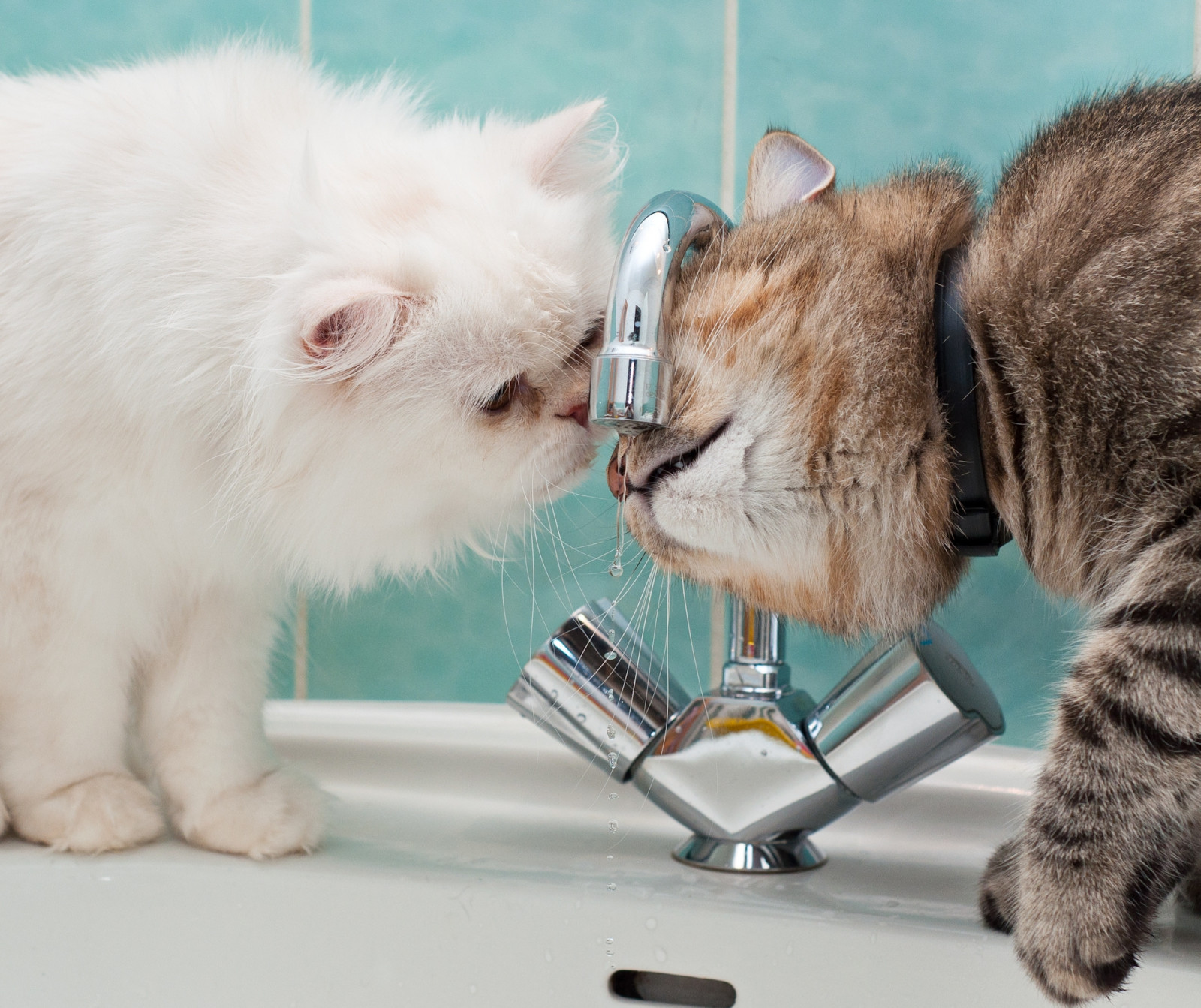 Wallpaper water, nose, whiskers, skin, sink, steam, drop, kitten
