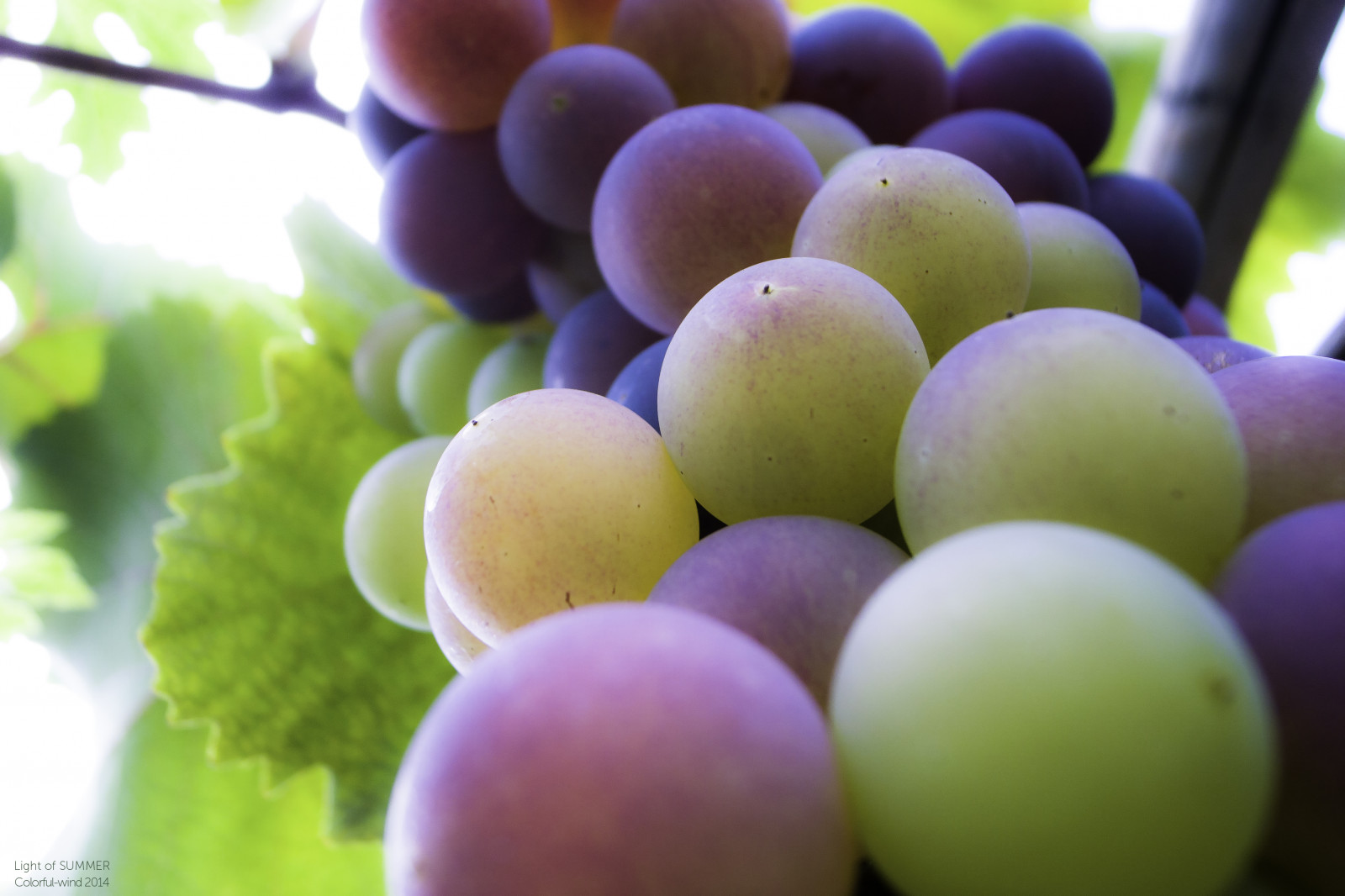 blu, leggero, ombra, estate, cielo, cibo, Sole, bianca, pianta, colore, albero, verde, natura, colori, giallo, Giappone, foglia, morbido, viola, aria, Ricoh, 2014, grd2